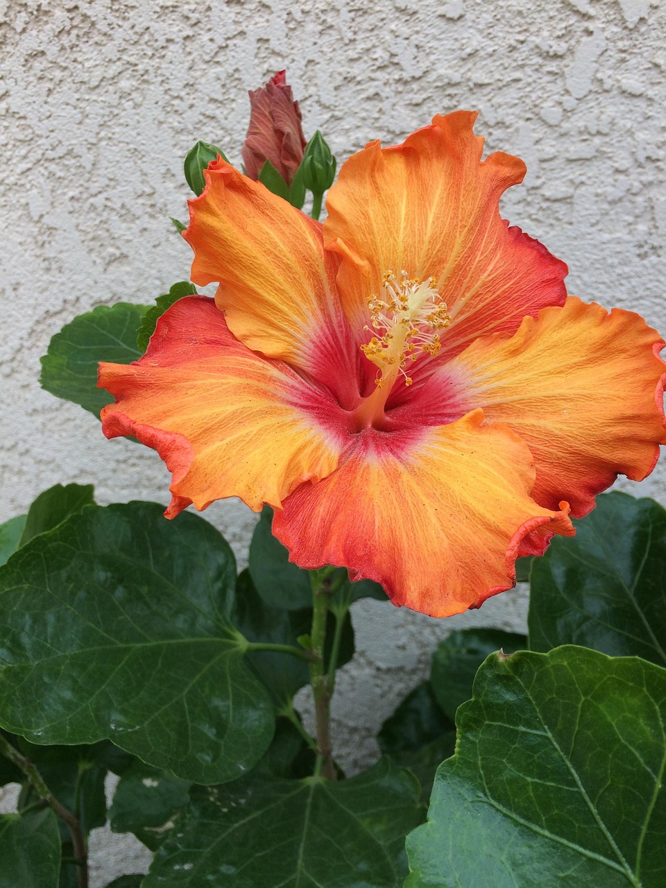 Flower Hibiscus Bloom Free photo on Pixabay Pixabay