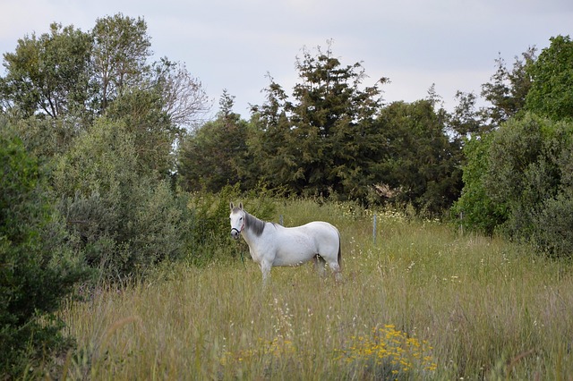 Pferd, Natur, Wiese, Weiß, Himmel, Bäume