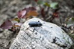 bug, beetle, rock