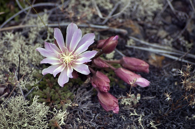 Free Flower 4K Wallpaper 1920X1080 photo and picture