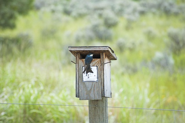 Free Bird Swallow photo and picture