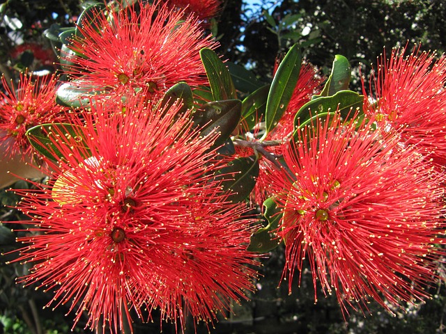 Free New Zealand Christmas Tree photo and picture
