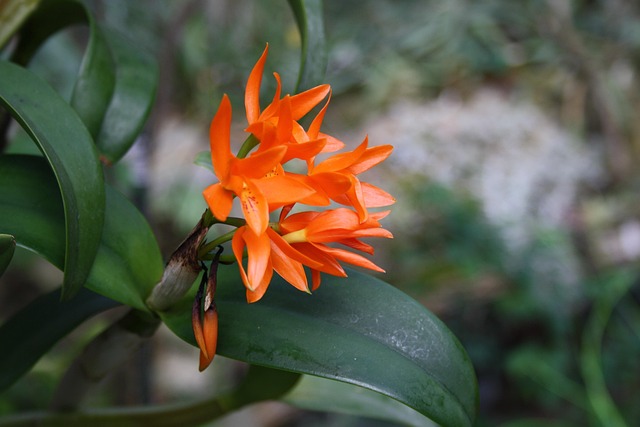 Free Flower Flowers photo and picture