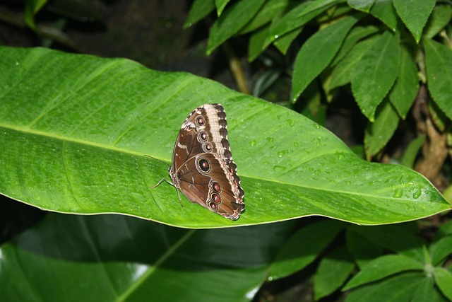 Free Butterflies Flower Wallpaper photo and picture