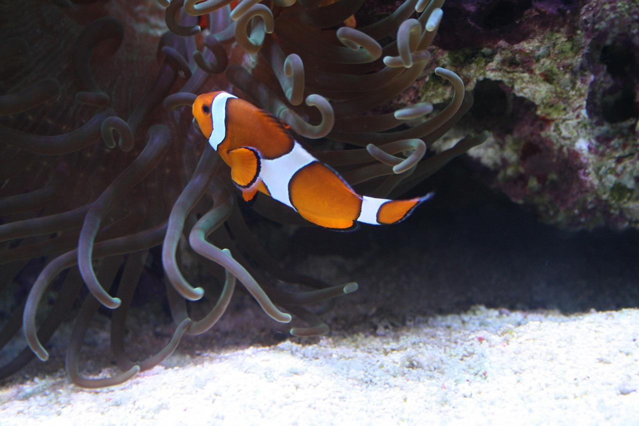 Clownfish - free online jigsaw puzzle photo