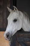 horse, animal, portrait