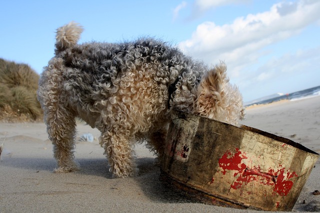 Free Lakeland Terrier photo and picture