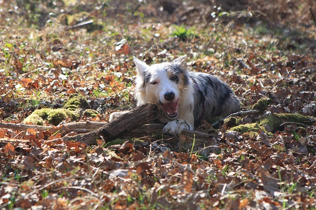 Free Collie Dog photo and picture