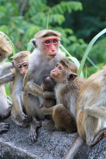 Free Monkey Sri Lanka photo and picture