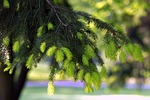 spruce, twigs, young