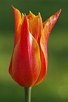 tulip, red, orange