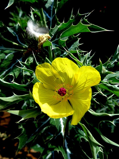 Cnicus, Benedictus, Fundo Flor, Cardo