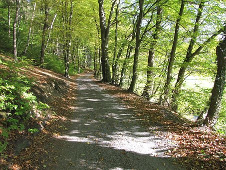 Wald, Weg, Natur, Waldweg, Bäume