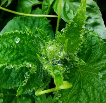 Regen, Gemüse, Lebensmittel