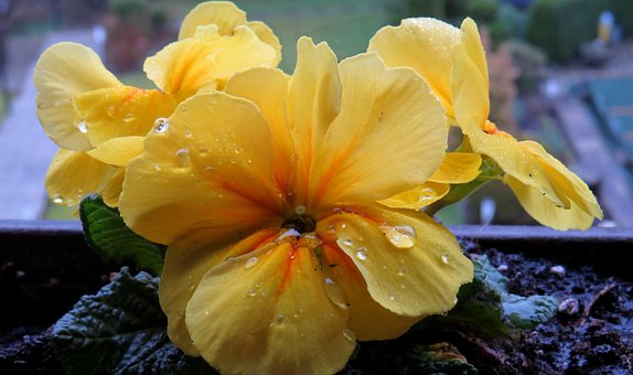 Schlüsselblume, Regentropfen, Gelb