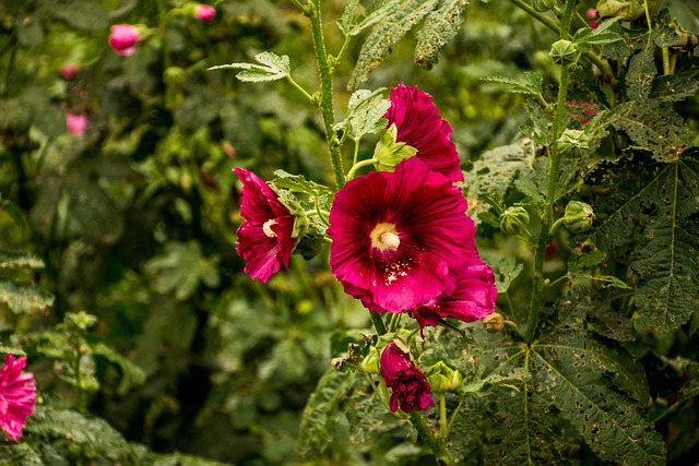 Blumen, Blumen Hintergrund, Natur
