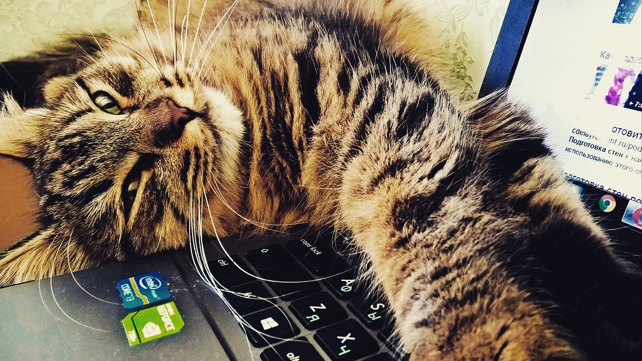 Cat Home Computers Maine - Free photo on Pixabay - Pixabay