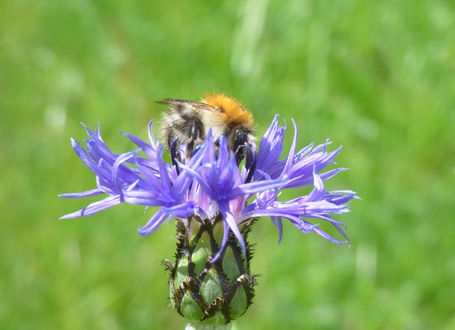 Free Bee Insects photo and picture