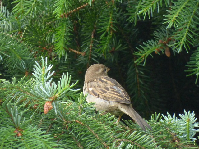 Free Sparrow Bird photo and picture