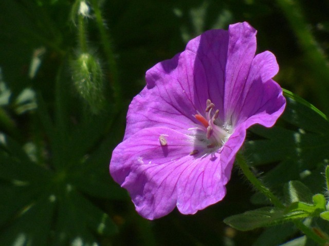 Free Plant Flower Wallpaper photo and picture
