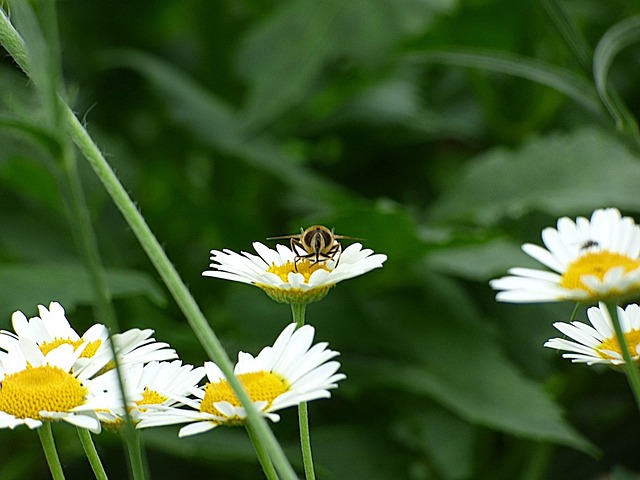 Free Insect Bee photo and picture