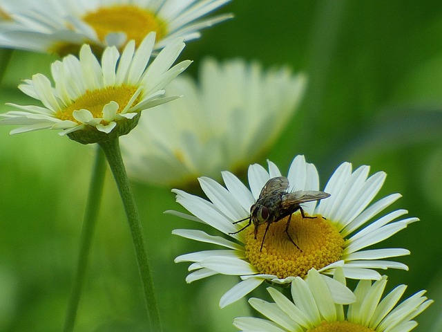 Free Fly Blossom photo and picture
