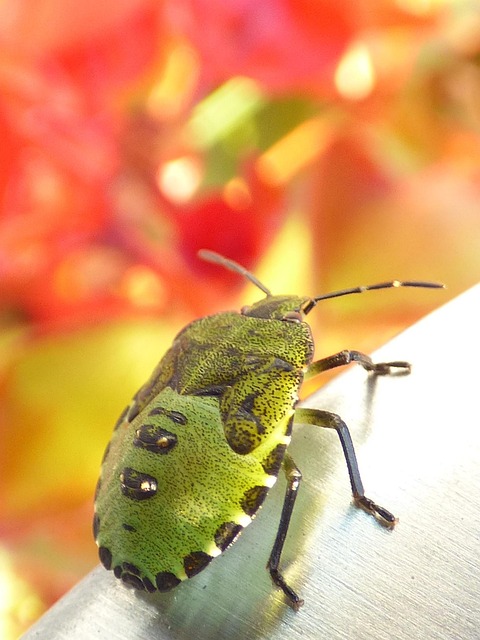 Free Bug Insect photo and picture
