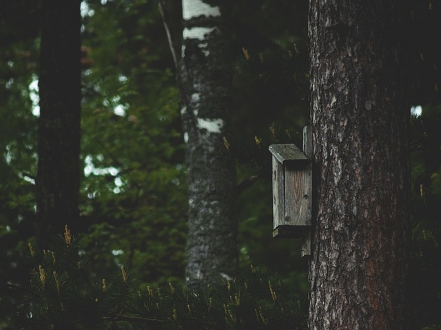 Free Birdhouse Wood photo and picture