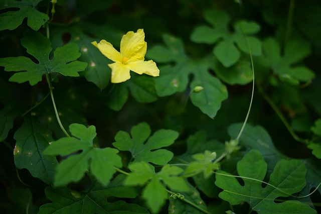Green, ธรรมชาติ, Nature, สีเขียว