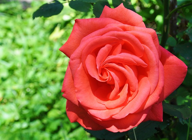 Rose, Red, Roos, Zomer, Natuur, Tuin