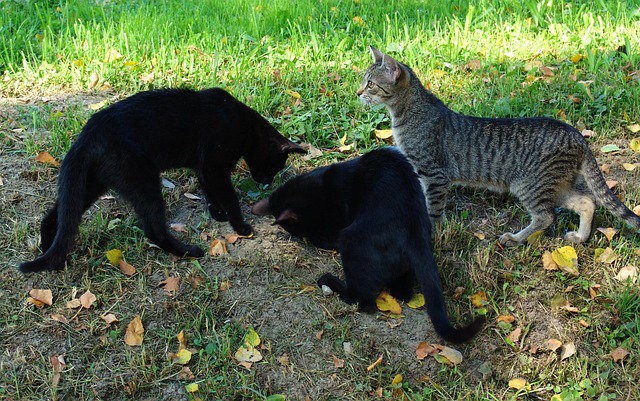 Katten, Jacht, Weide