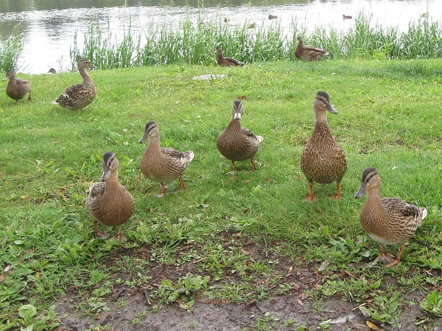 Free Duck Bird photo and picture