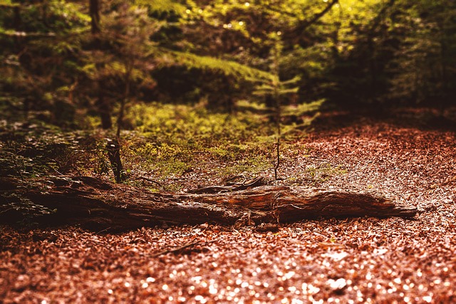 Free Forest Color photo and picture