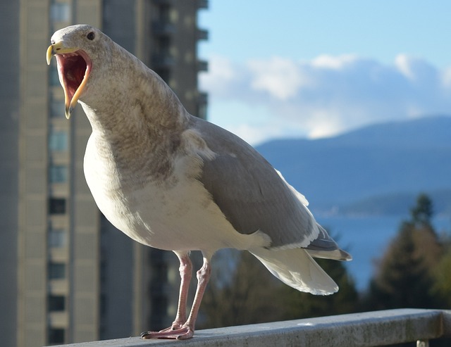 Free Seagull Bird photo and picture