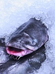 fish, ice, food