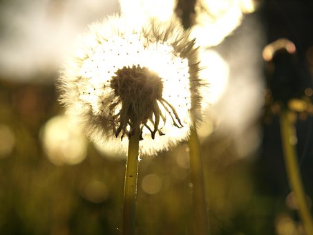 Free Dandelions Flower Background photo and picture