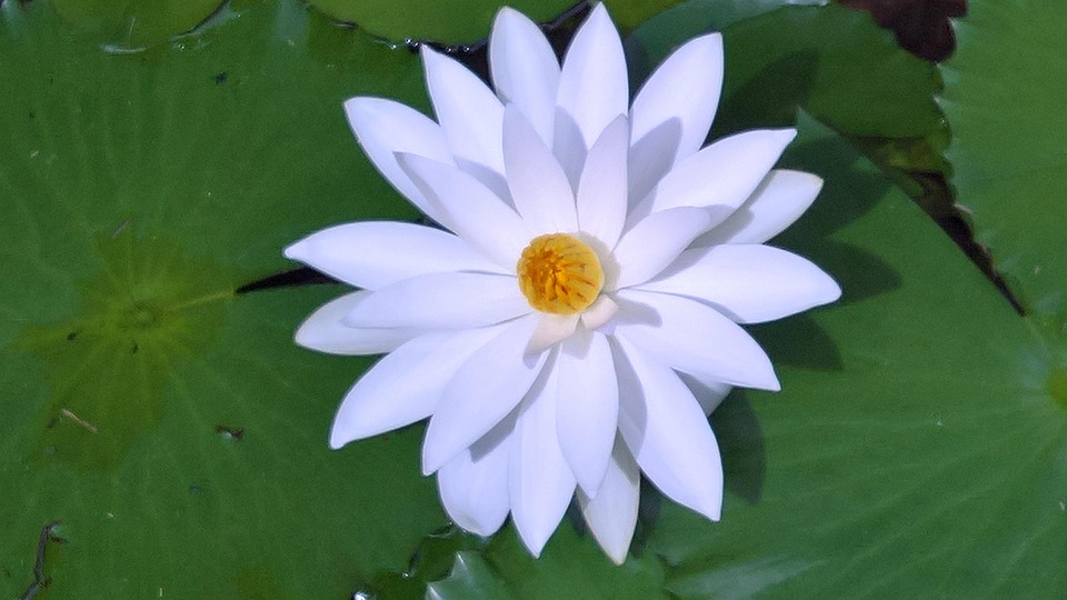 好莱坞三级片在线