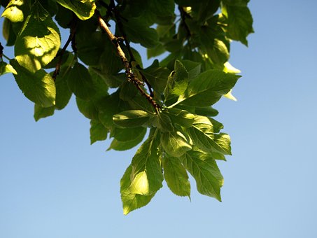 Free Plum Leaves photo and picture