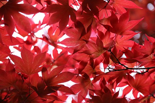 Free Leaves Summer photo and picture