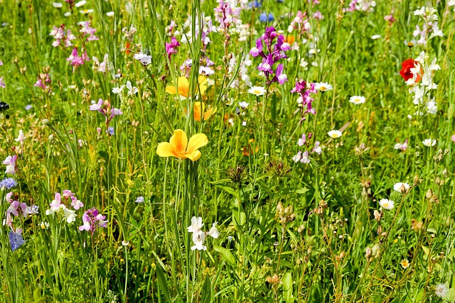 500+ kostenlose Frühlingswiese und Blumenwiese-Bilder - Pixabay