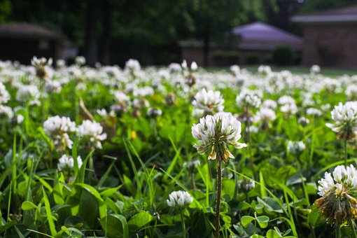 Free Lawn Grass photo and picture