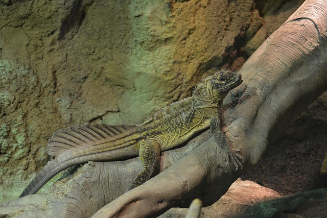 Free Lizard Green photo and picture