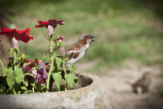 Free Bird Flower Background photo and picture