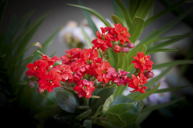 Free Flower Garden photo and picture