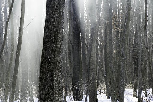 Free Forest Nature photo and picture