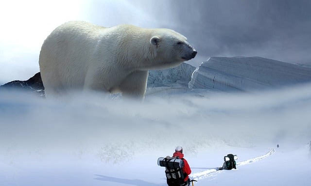 Free icebear glacier hike illustration