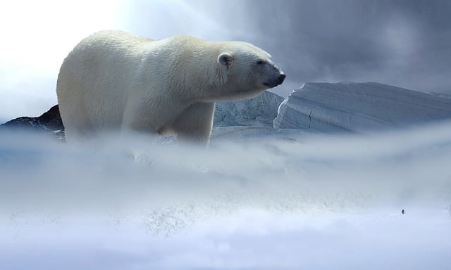 Download free HD stock image of Icebear Glacier Free icebear glacier cold illustration