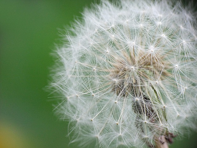 Free Dandelion Wild photo and picture