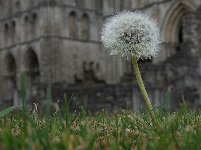 Free Dandelion Flower photo and picture