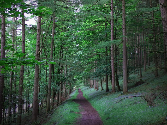 Free Forest Adventure photo and picture